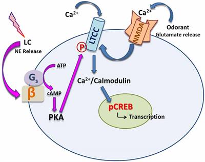 The Role of L-type Calcium Channels in Olfactory Learning and Its Modulation by Norepinephrine